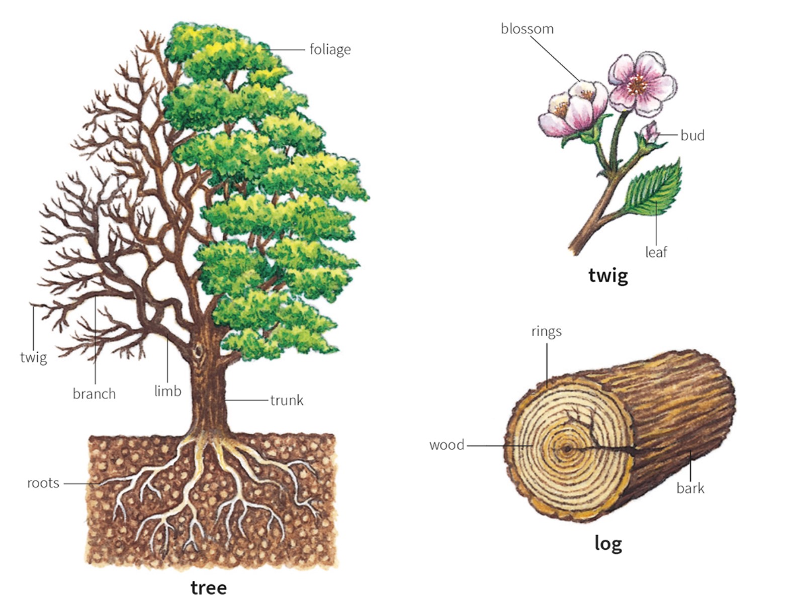 Từ vựng tiếng Anh về các loài cây